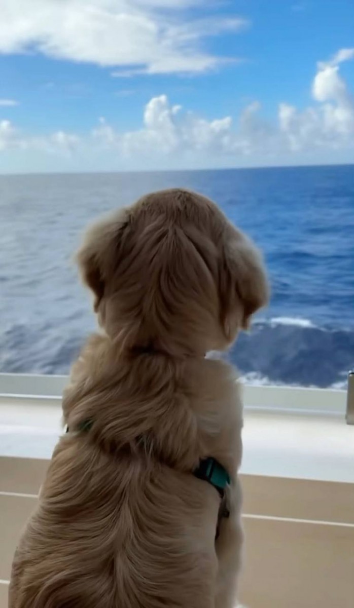 Собака стала капитаном самого большого круизного лайнера в мире Собака стала капитаном самого большого круизного лайнера в мире