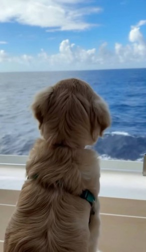 Собака стала капитаном самого большого круизного лайнера в мире Собака стала капитаном самого большого круизного лайнера в мире